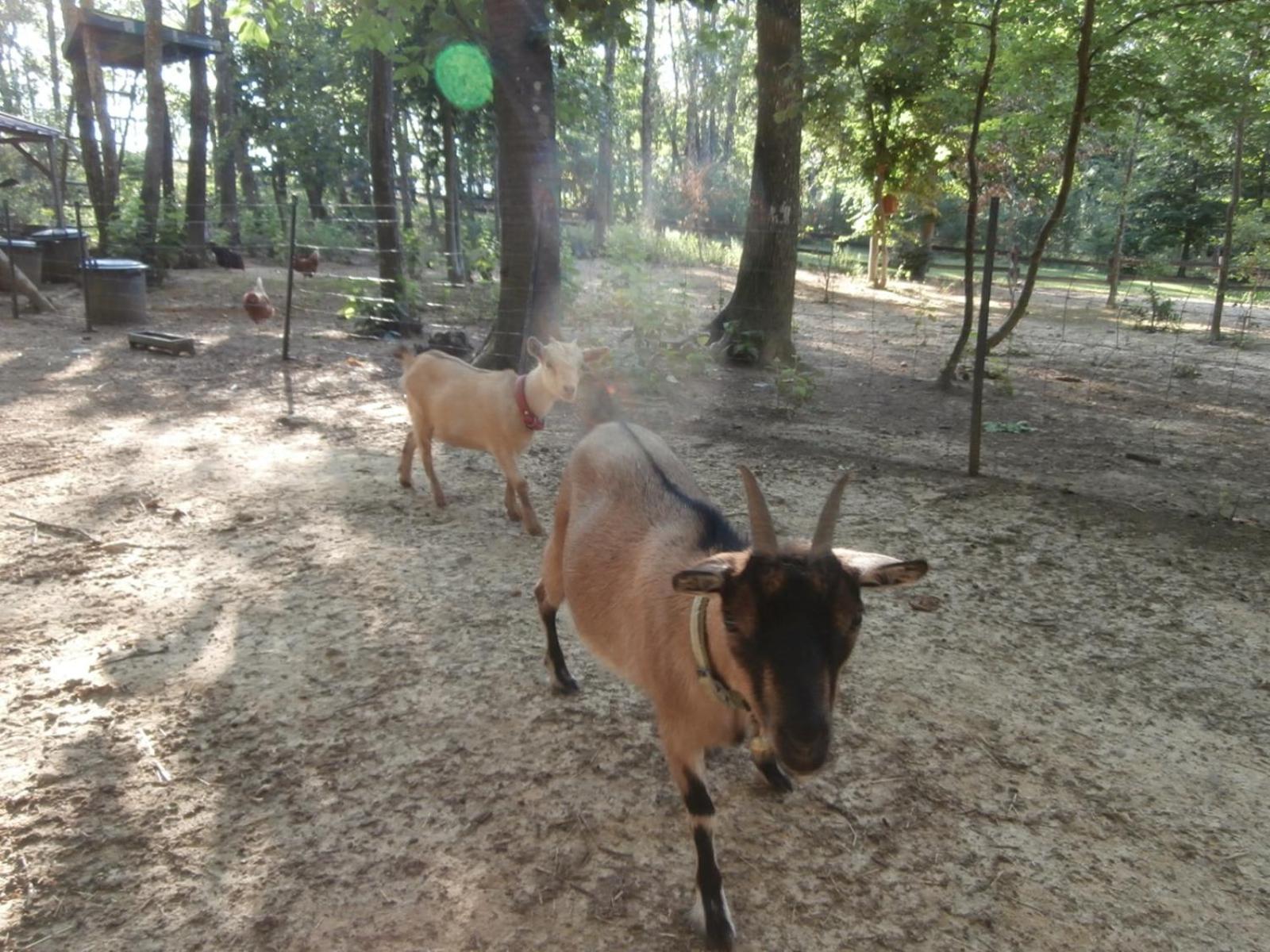 Les De Fontfroide Campsite Saint-Antoine (Isere)